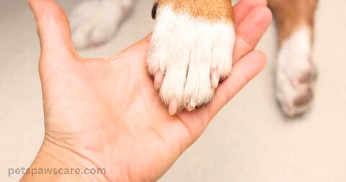 german shepherd foot