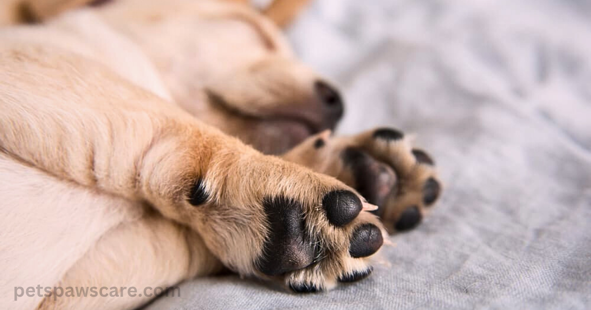 how to get rid of brown stains on dogs paws