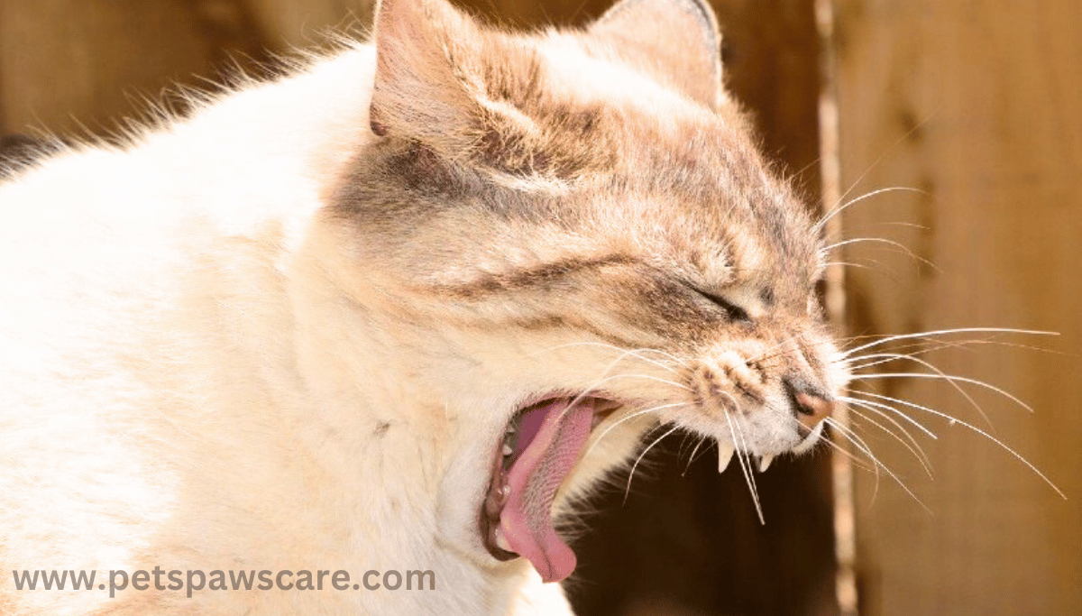 cat coughs after drinking water