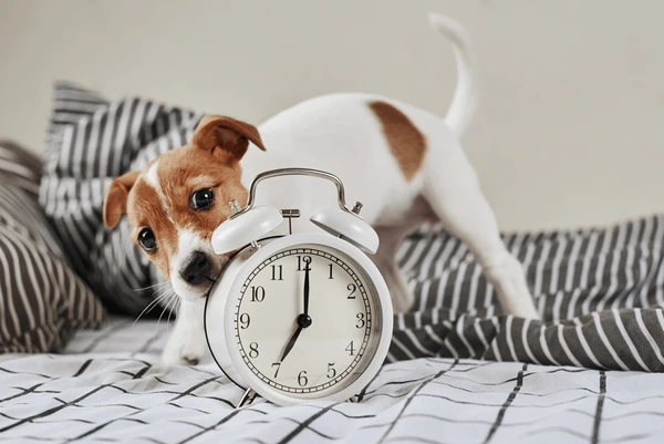 how long is a minute for a dog 