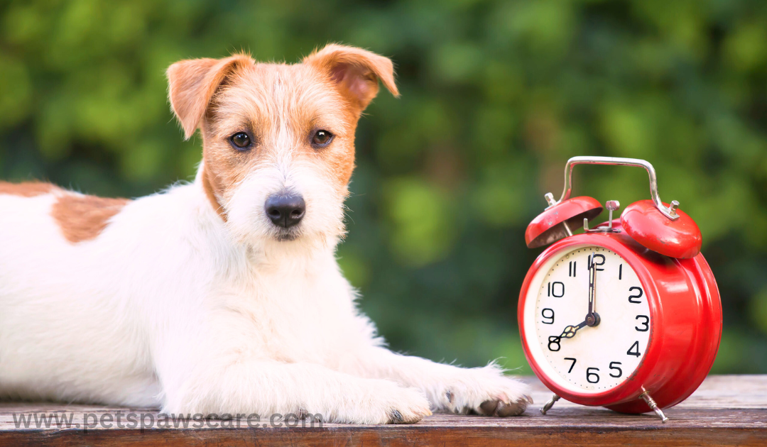 how long is a minute for a dog 