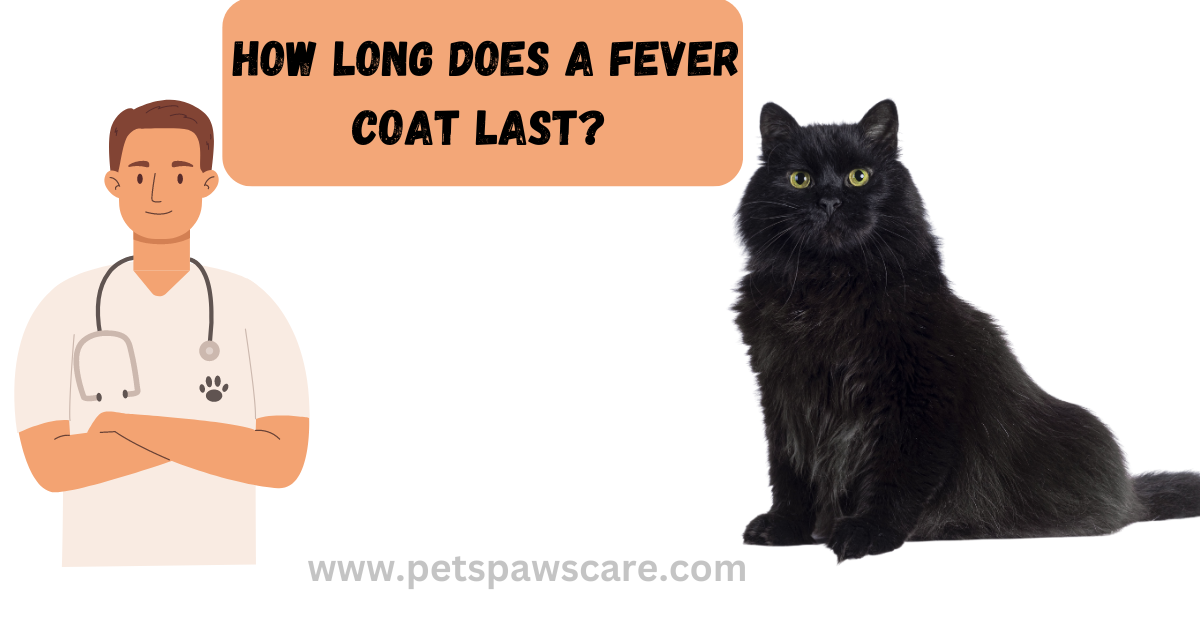 what is a fever coat in cat