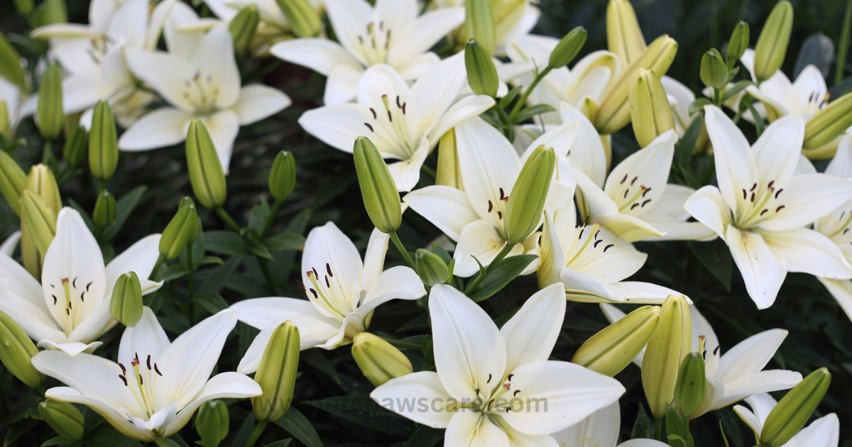 Lilies (Lilium)