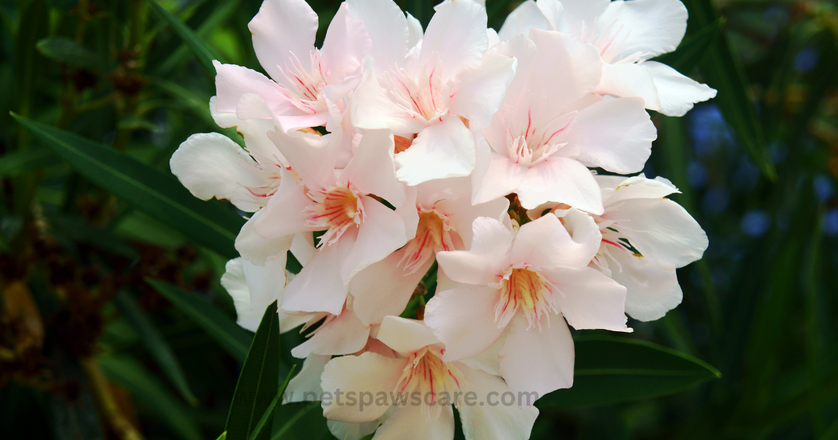 Oleander (Nerium oleander)