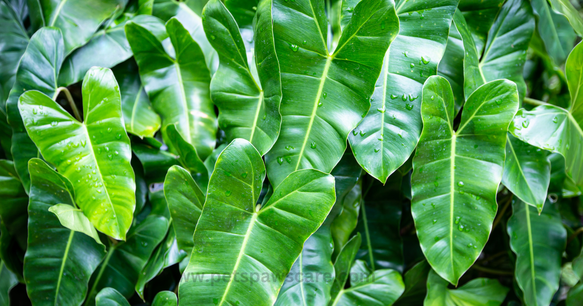 Philodendrons