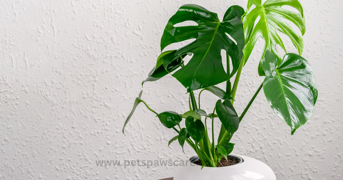 Monstera deliciosa