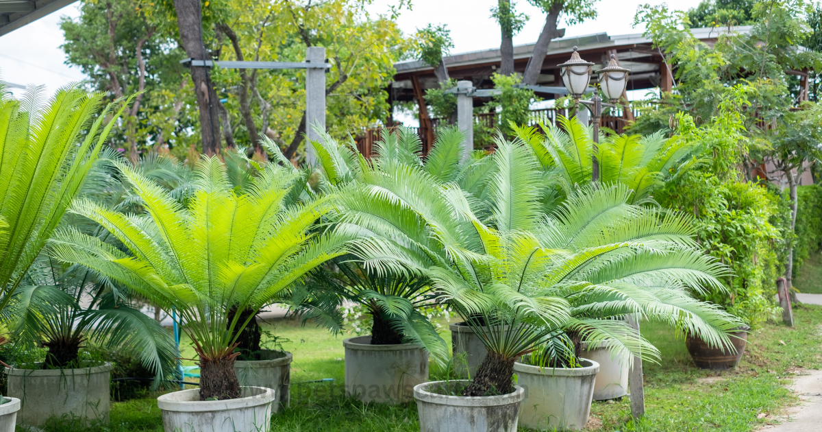 Sago palm (Cycas revoluta)