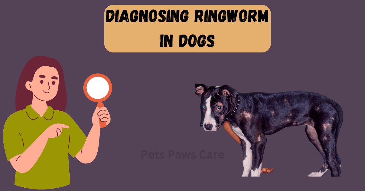 ringworm in dogs