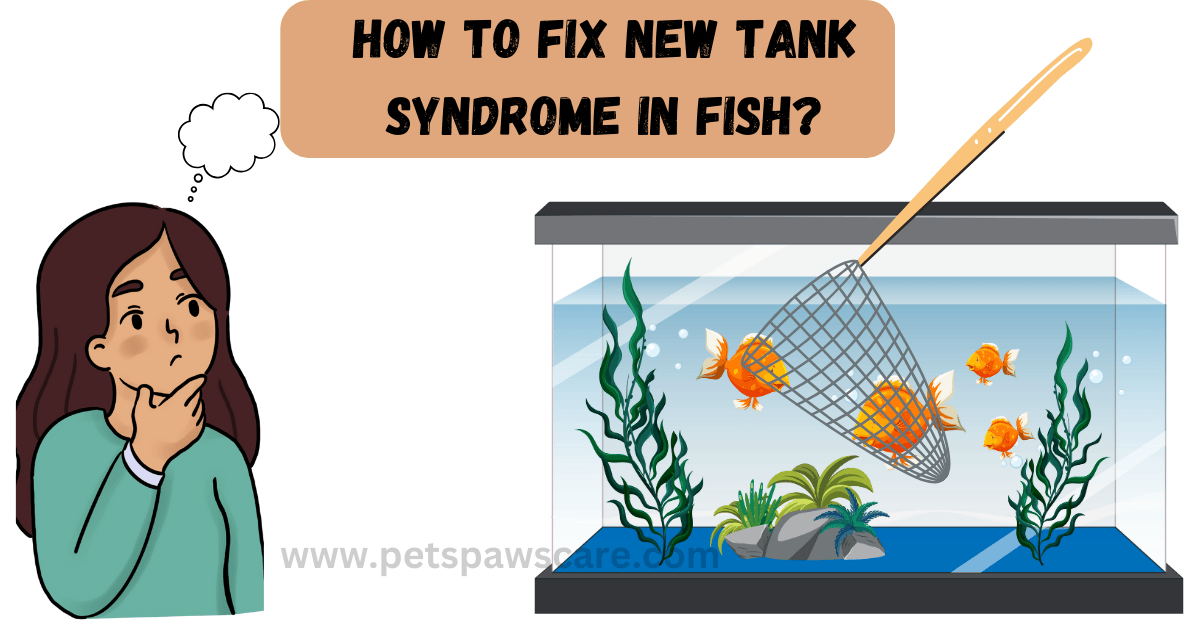 New tank syndrome