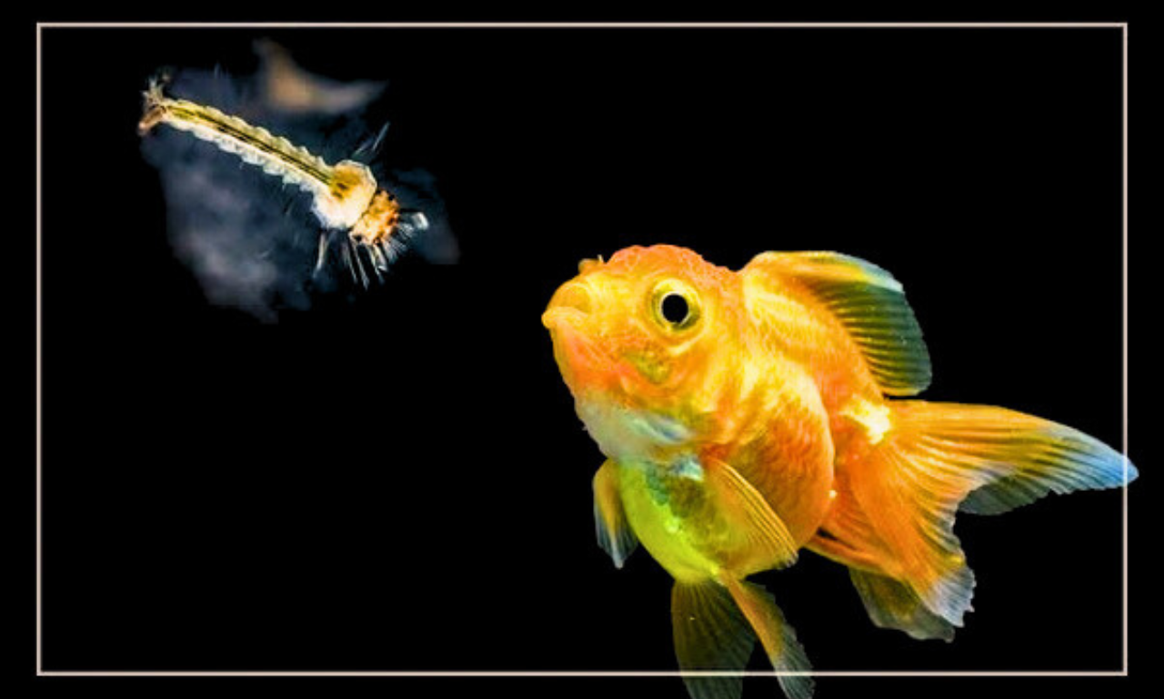 do goldfish eat mosquito larvae