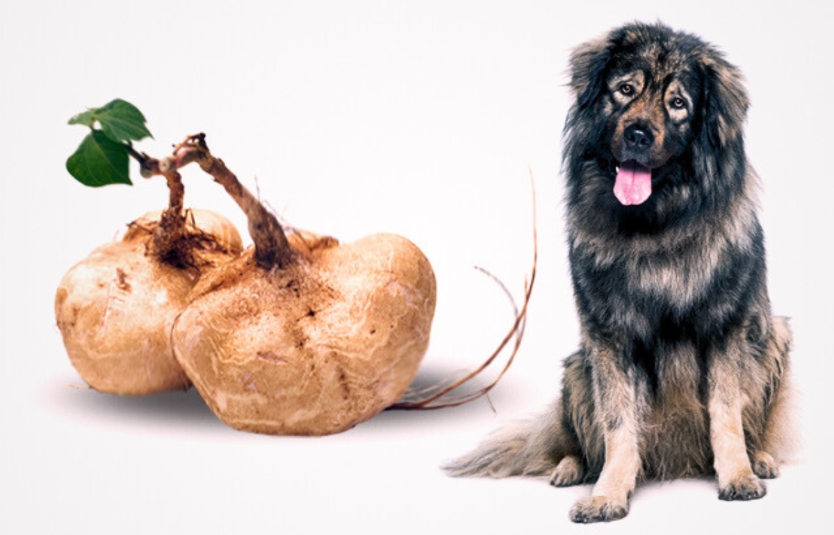 can dogs eat jicama