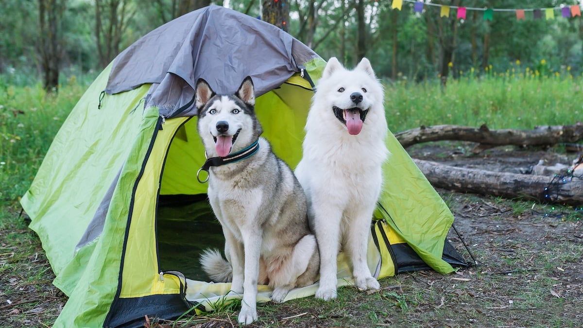 tent for a dog