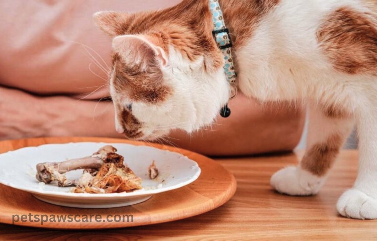 can a cat eat chicken bones