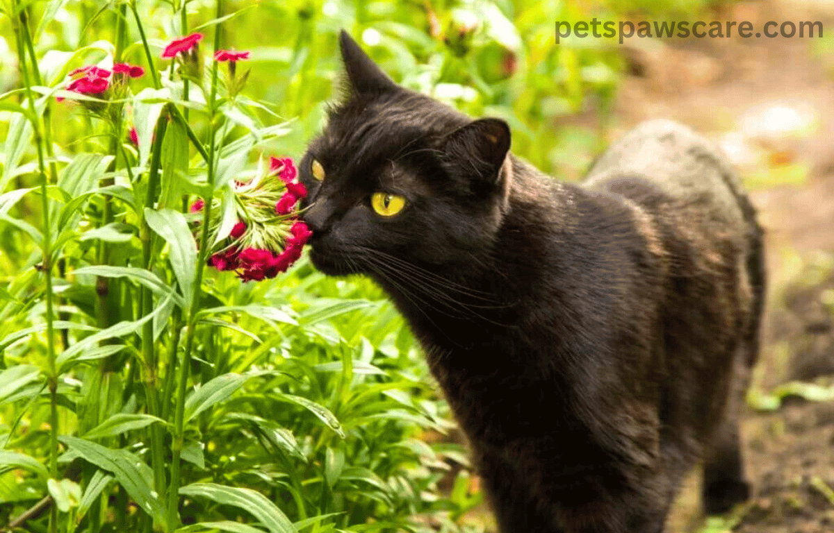 are carnations toxic to cats