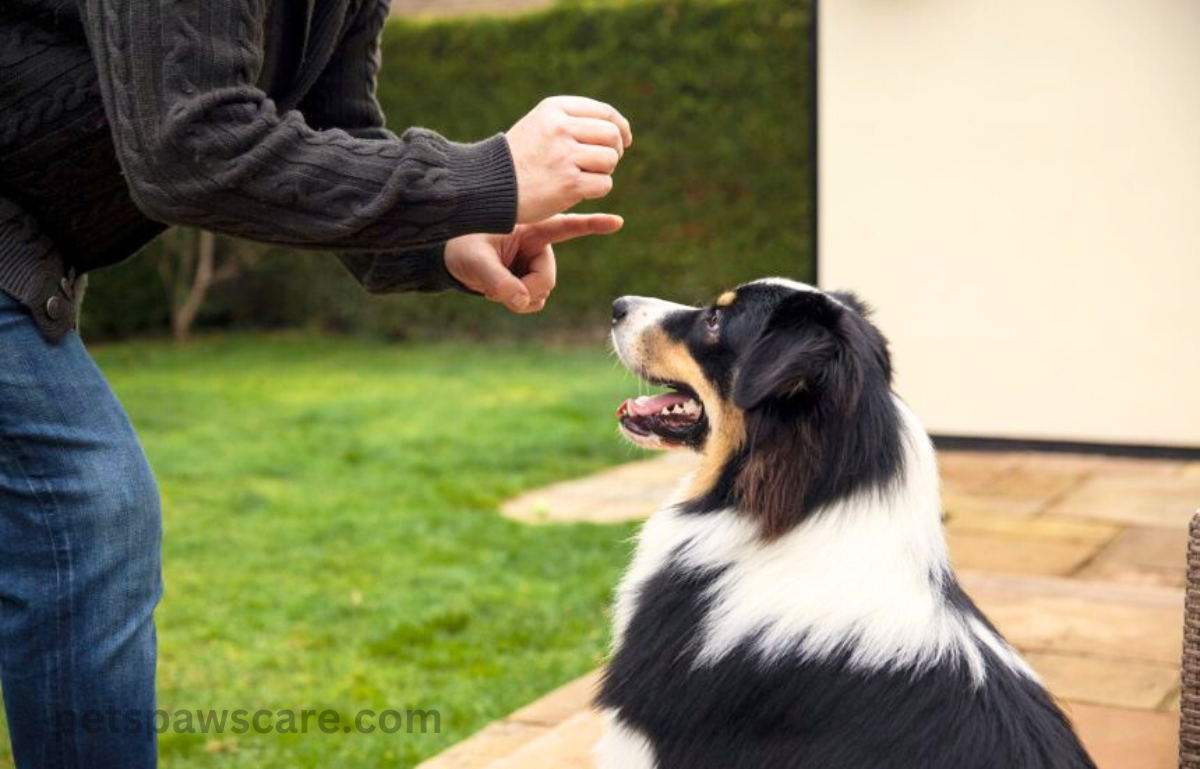 dog training hand signals