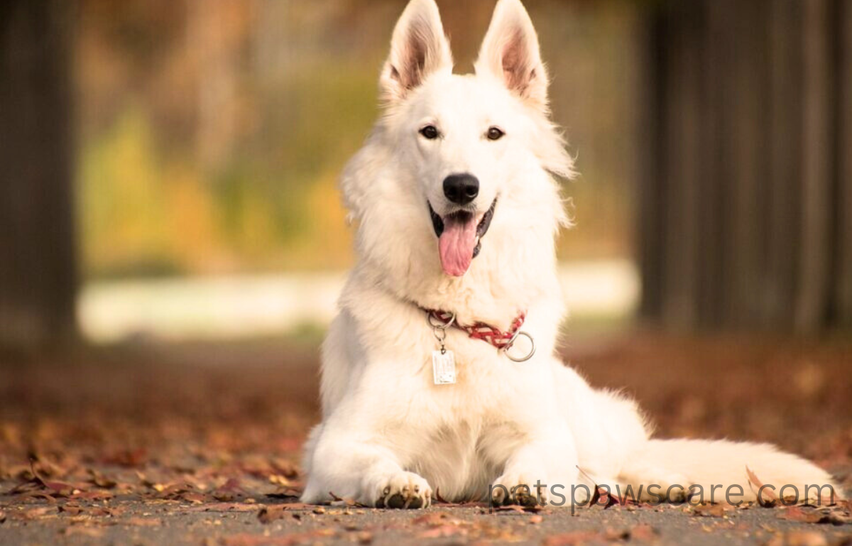 big white dog breeds