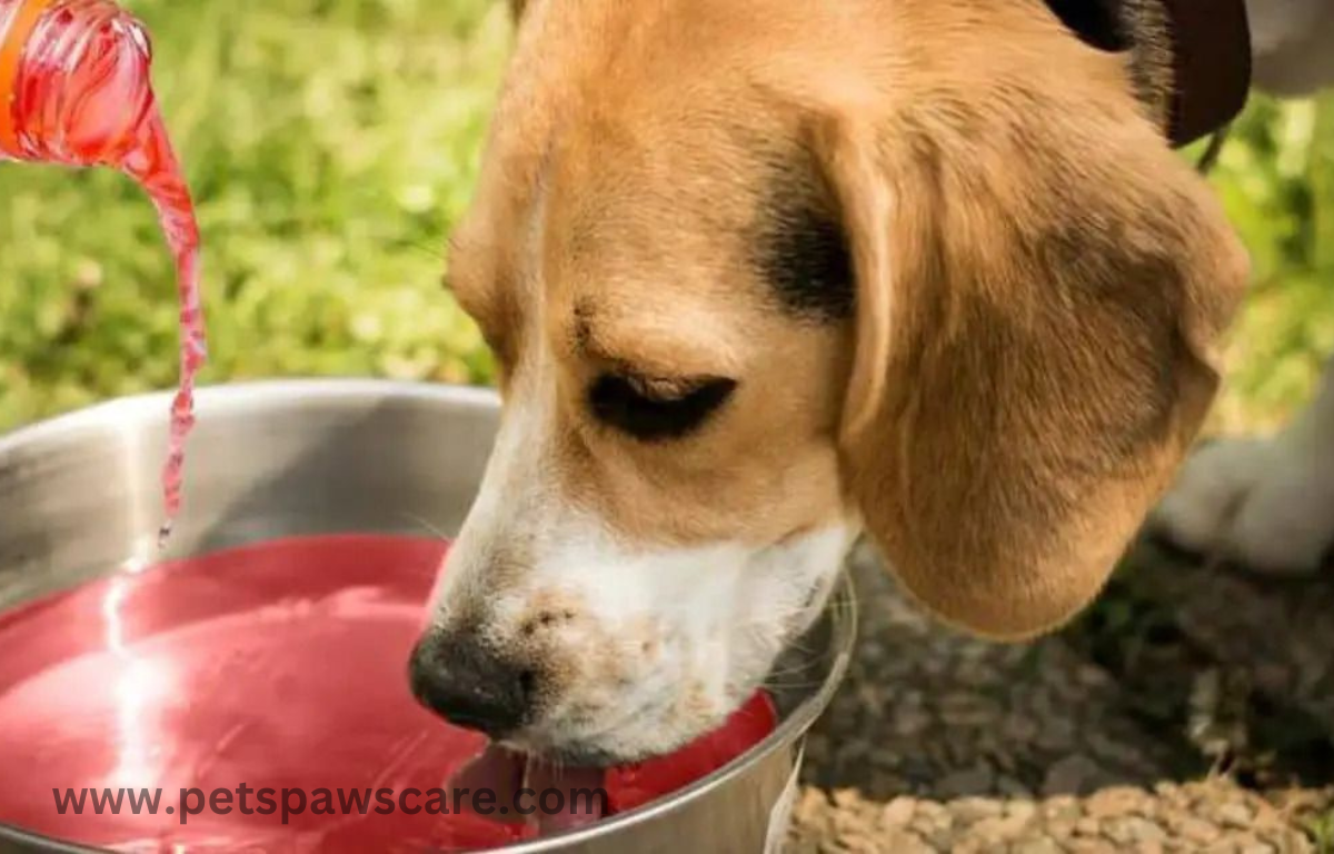 can dogs drink gatorade