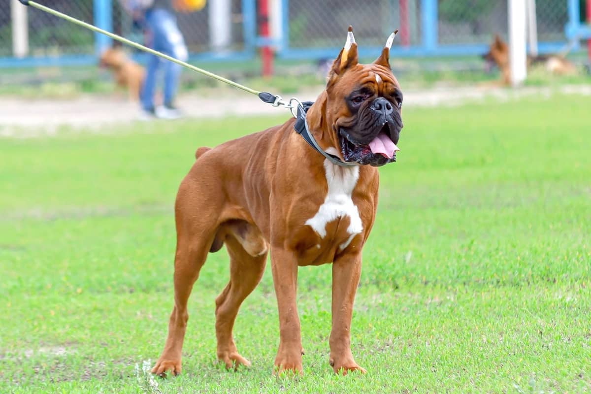 Cropping Boxer Ears