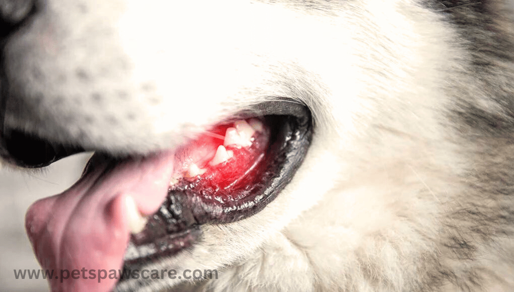 dog bleeding gums while chewing bone