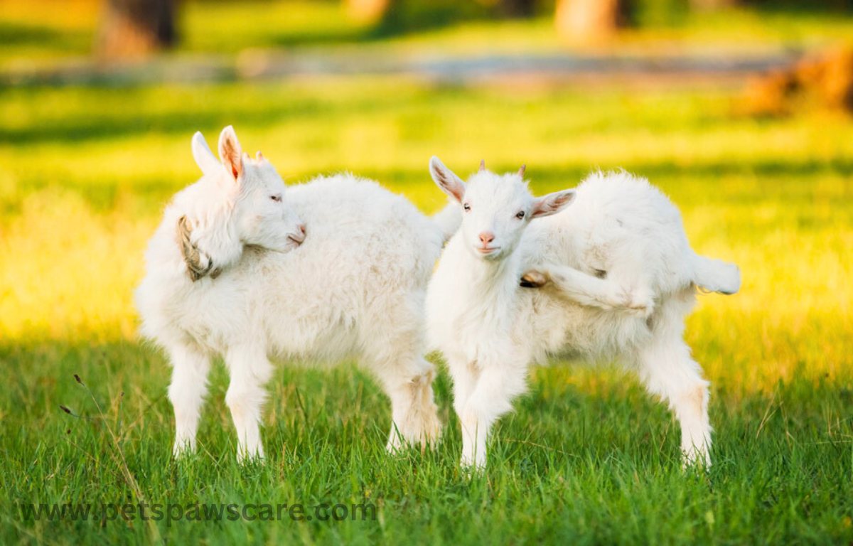 what animals eat grass