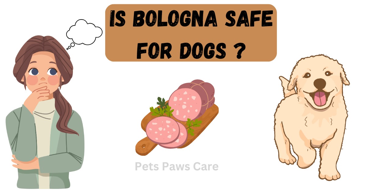 can dogs eat bologna