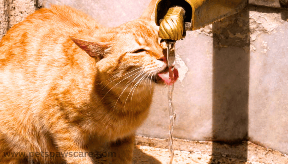 cat coughing after drinking water