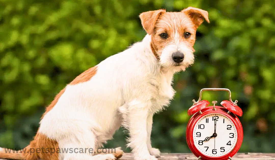 How Long is a Few Minutes in Dog Time