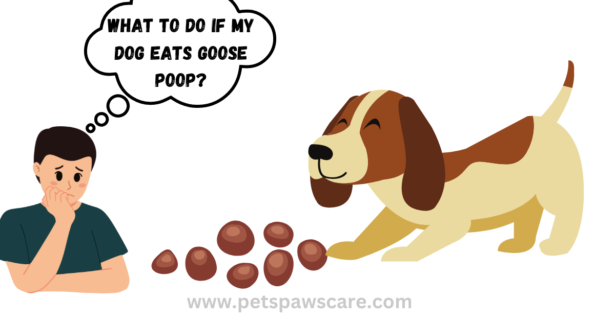 why dog eats goose poop