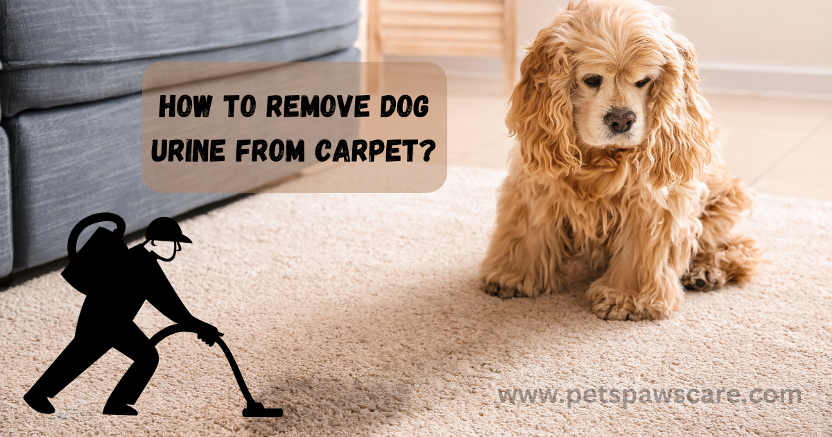 how to rermove dog urine stains from wool rug