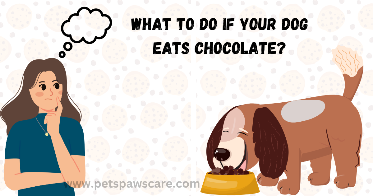 dog eats chocolate