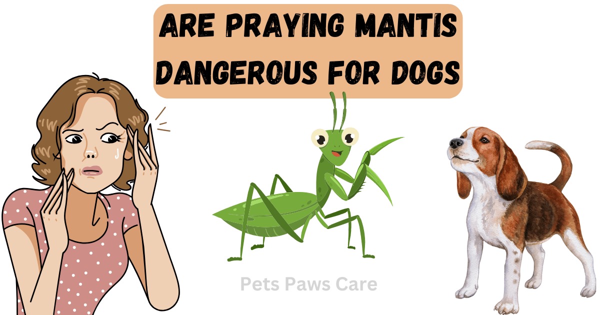 Are Praying Mantis Dangerous To Dogs?