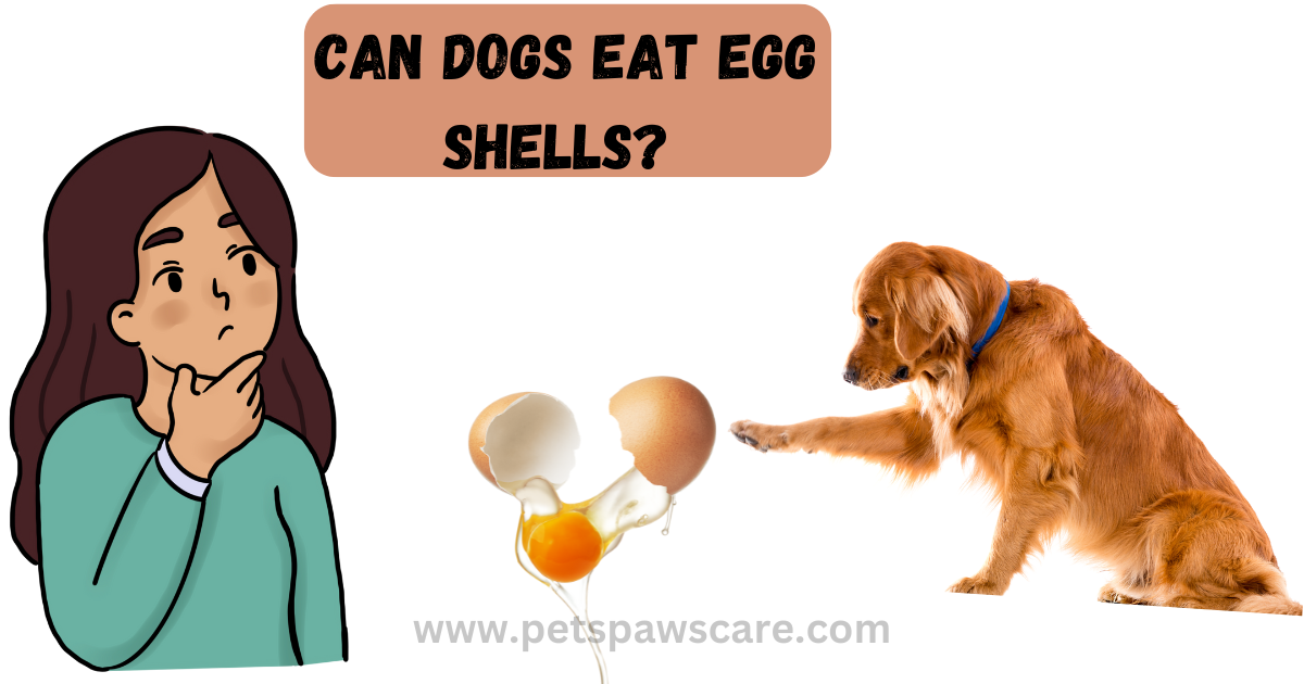 can dogs eat egg shells