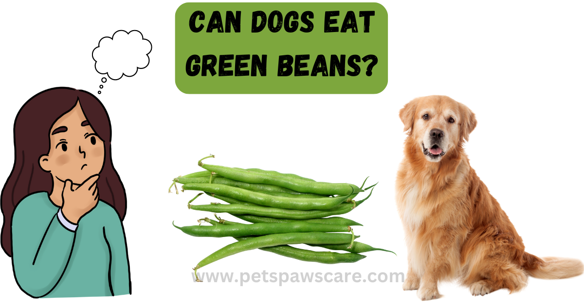 can dogs eat green beans