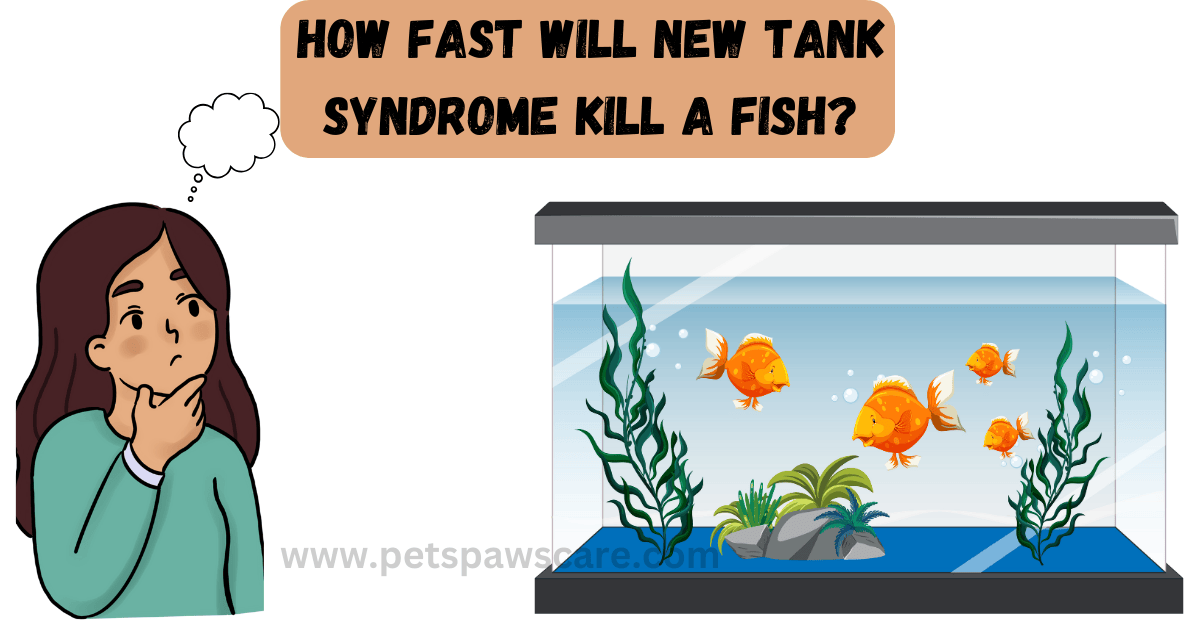 new tank syndrome