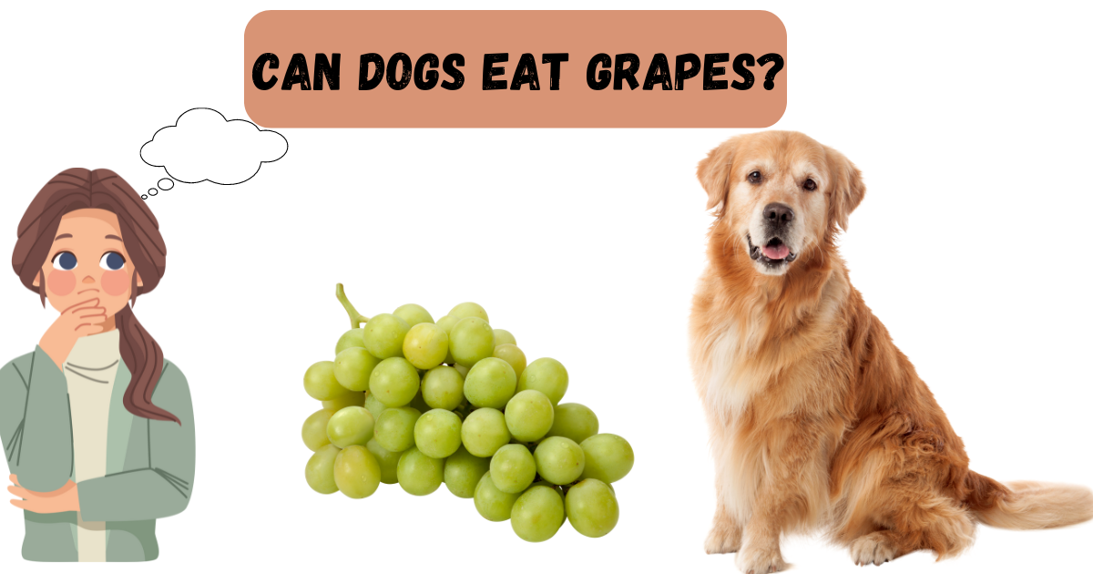 Can Dogs Eat Grapes