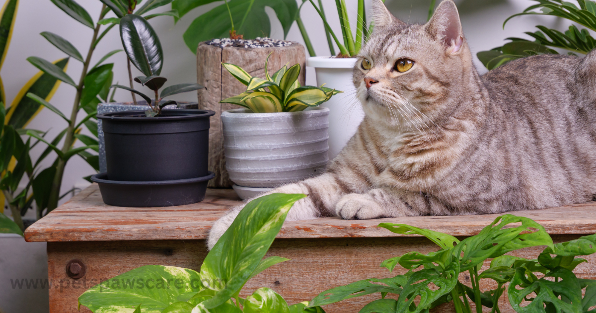 Are Monstera Toxic To Cats?